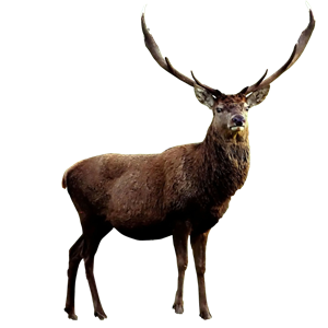 Moose, elk PNG-66239